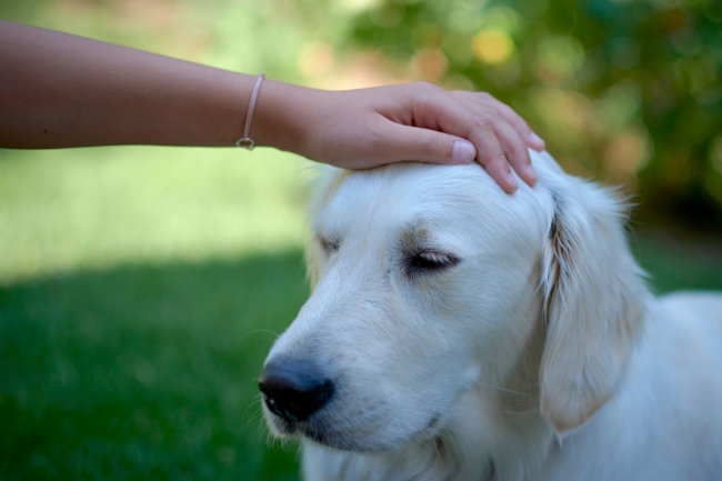 レトリーバー,ほめる