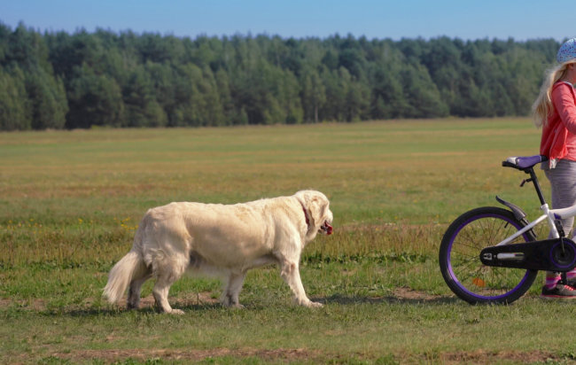 レトリーバー,自転車