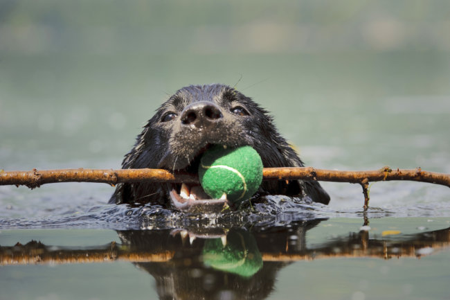 レトリーバー,しつけ