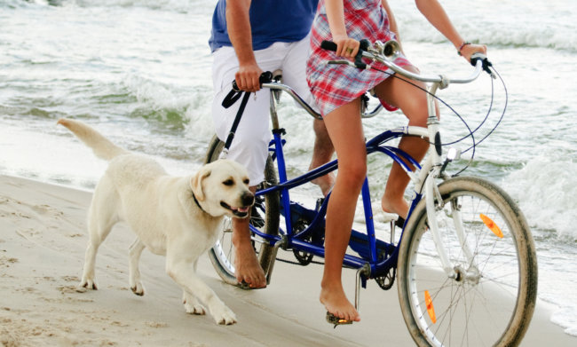 レトリーバー,自転車