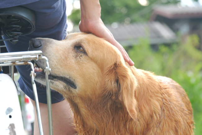 レトリーバー,自転車