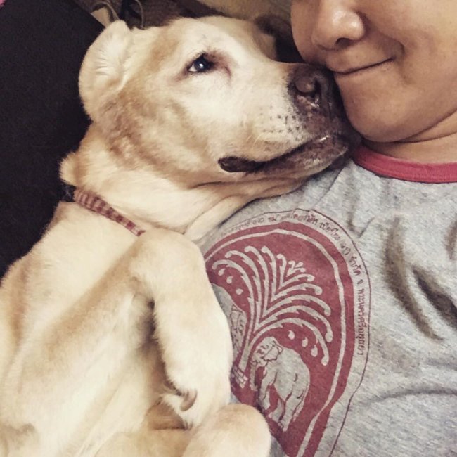 レトリーバー里親,保護犬