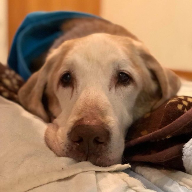 レトリーバー里親,保護犬