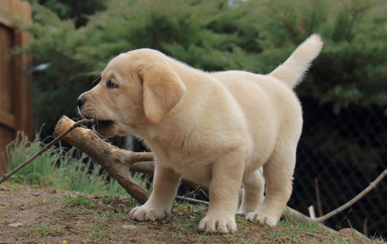 レトリーバーしっぽ