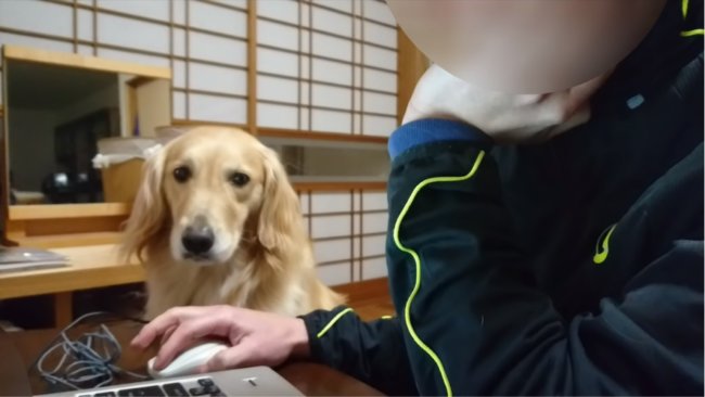 レトリーバー,YouTube