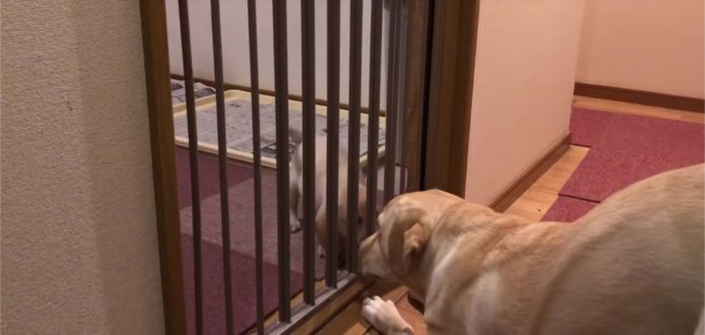 レトリーバー,YouTube