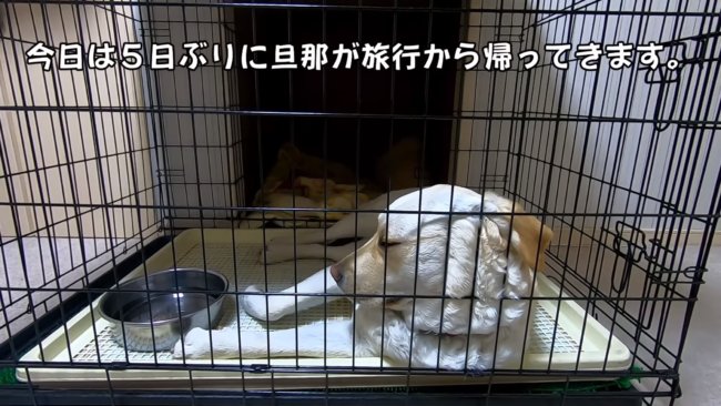 レトリーバー,YouTube