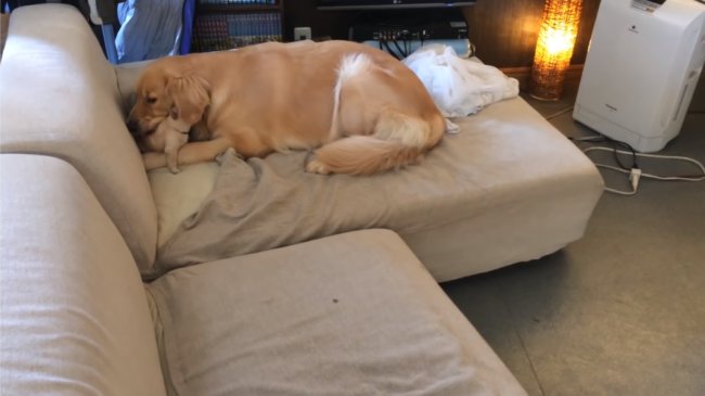 レトリーバー,YouTube