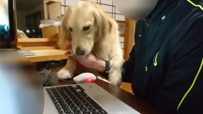 レトリーバー,YouTube