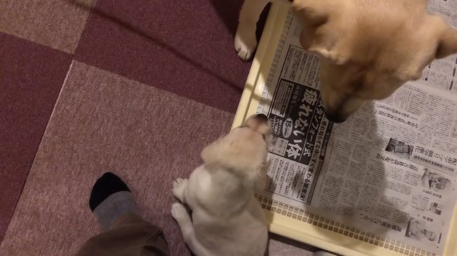 レトリーバー,YouTube