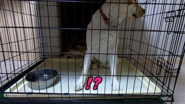 レトリーバー,YouTube