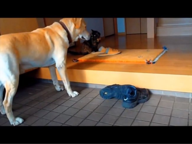 レトリーバー,YouTube