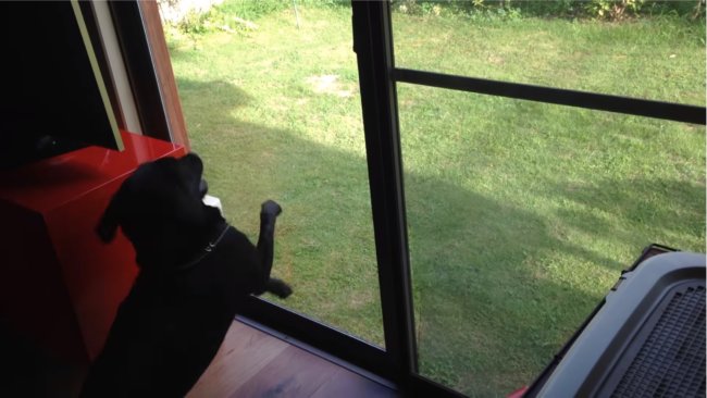 レトリーバー,YouTube