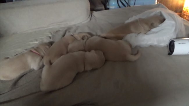 レトリーバー,YouTube