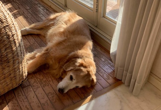 キッチンドッグ