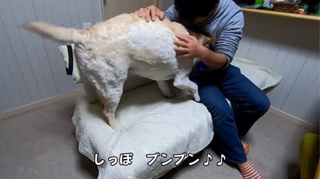 レトリーバー,YouTube