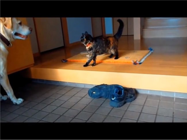 レトリーバー,YouTube