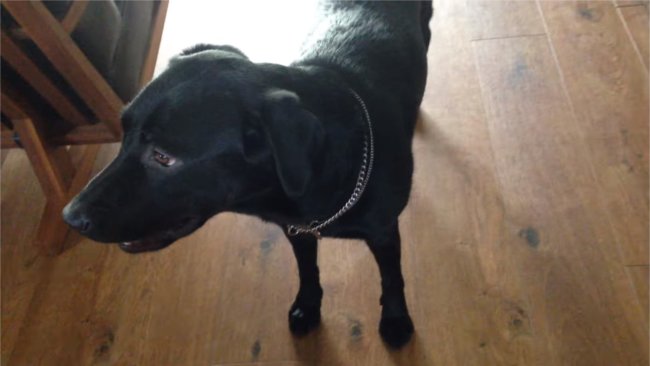 レトリーバー,YouTube