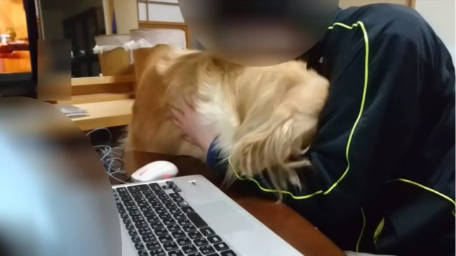 レトリーバー,YouTube