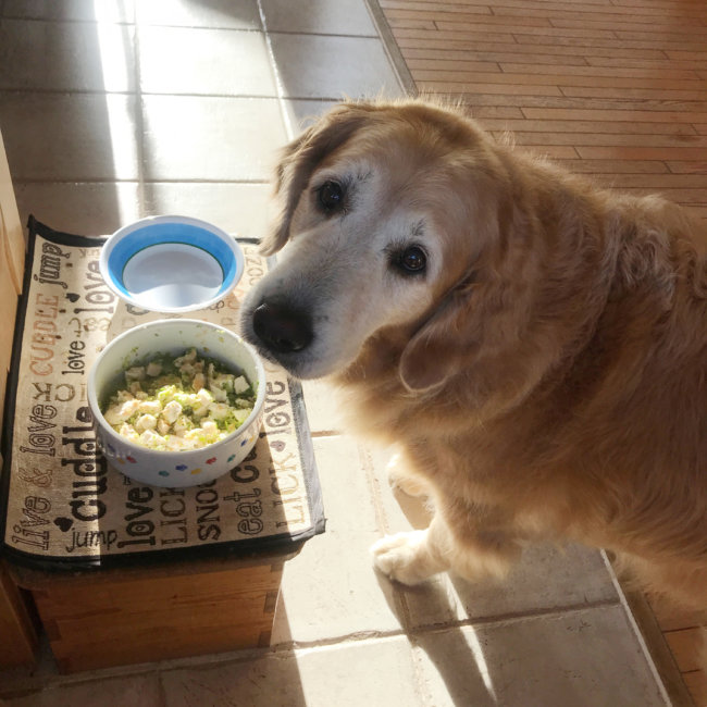 キッチンドッグ