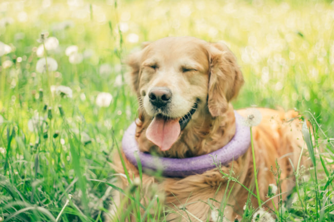 レトリーバー,ペットオーナー検定