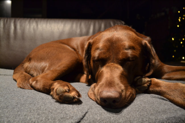 レトリーバー,夜