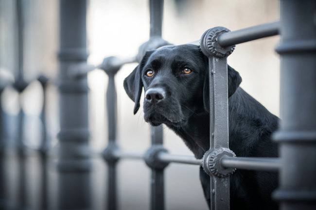 レトリーバー,ペットオーナー検定
