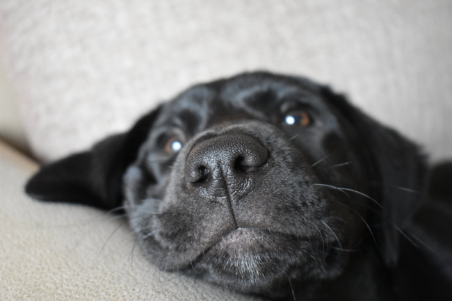 レトリーバー,ペットオーナー検定