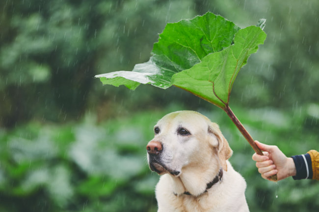 レトリーバー,ペットオーナー検定