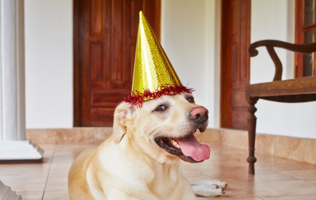 レトリーバー,誕生日