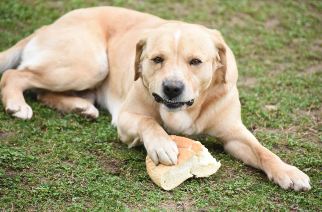レトリーバー,食べ物