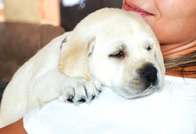 レトリーバー,甘える