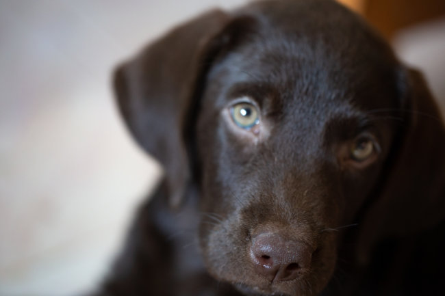 レトリーバー,夜