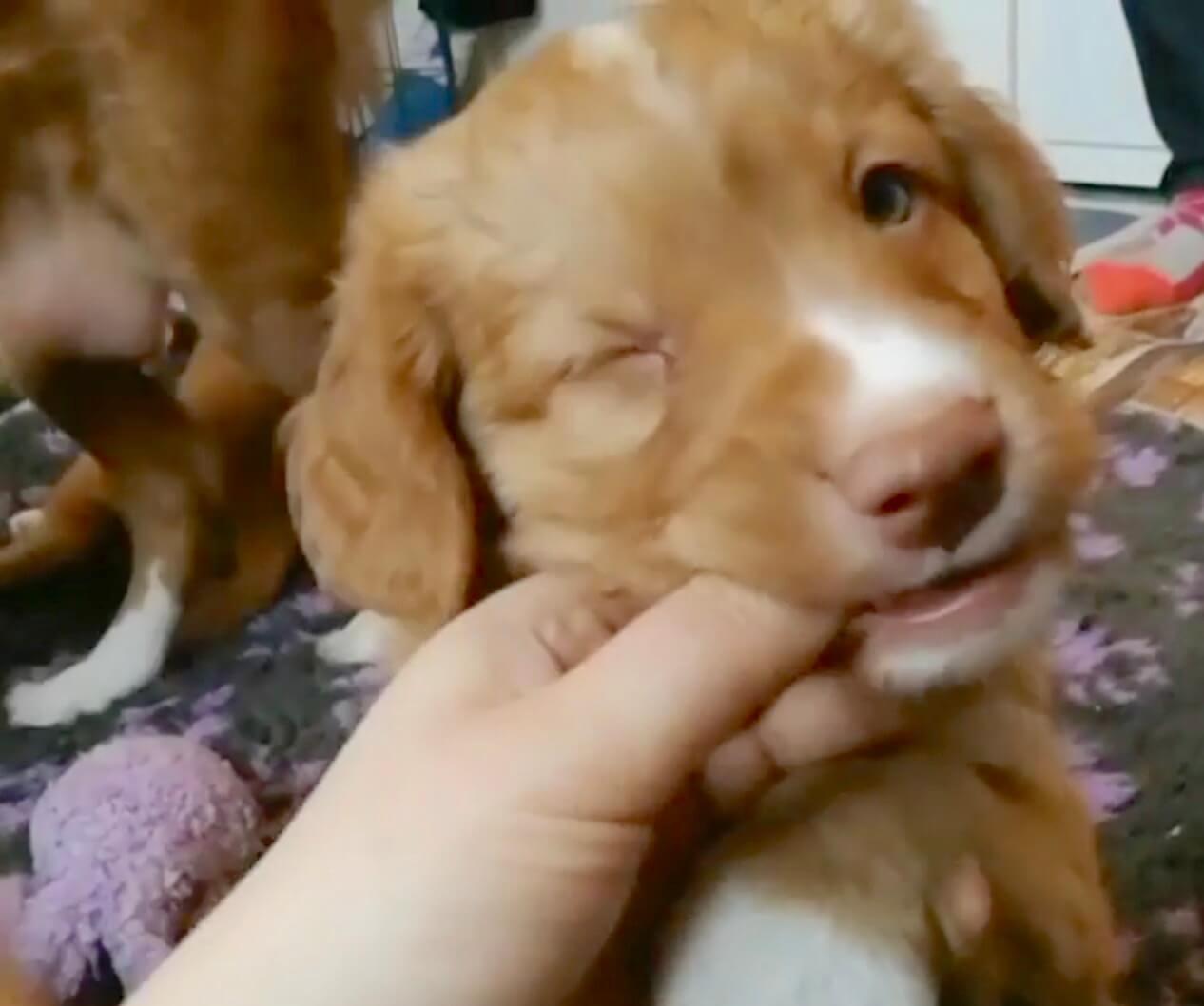 ノヴァ・スコシア・ダック・トーリング・レトリーバー