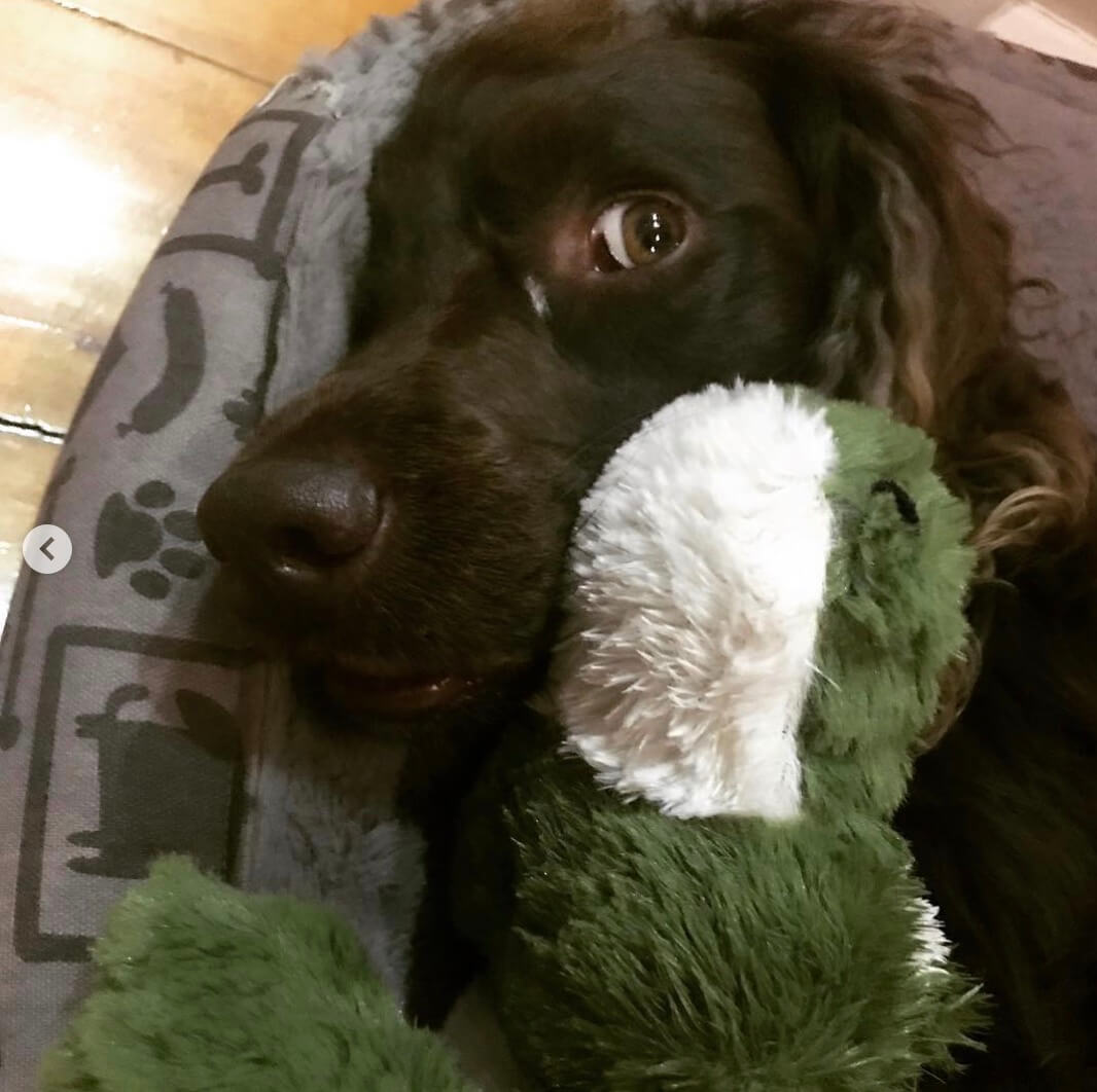 マレーリバー・カーリーコーテッド・レトリーバー