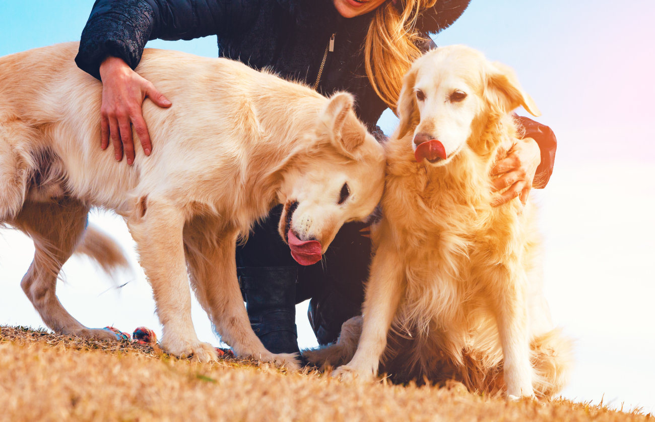 レトリーバー,別れ