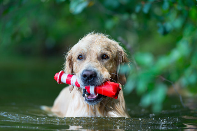 レトリーバー,ペットオーナー検定