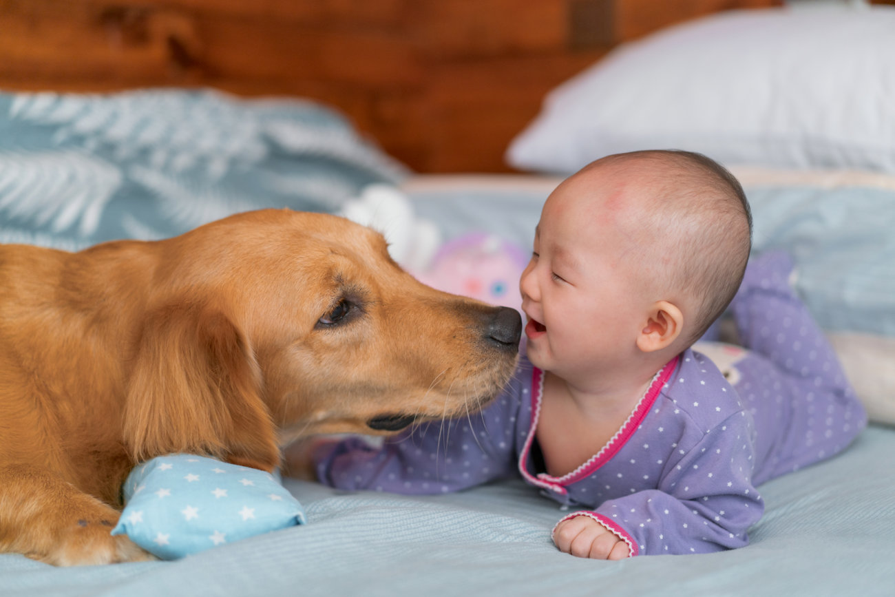 レトリーバー,赤ちゃん