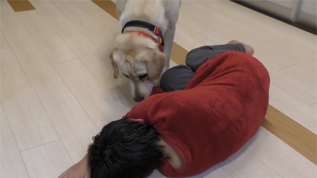 レトリーバー,YouTube