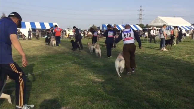 レトリーバー,YouTube