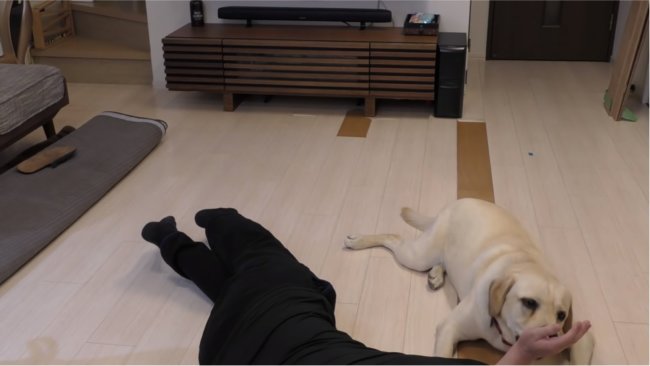 レトリーバー,YouTube