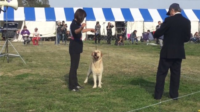 レトリーバー,YouTube