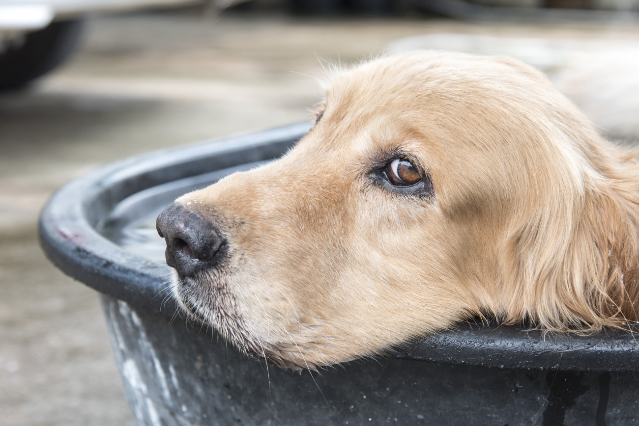レトリーバー,熱中症