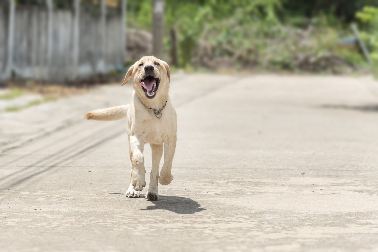 レトリーバー,熱中症