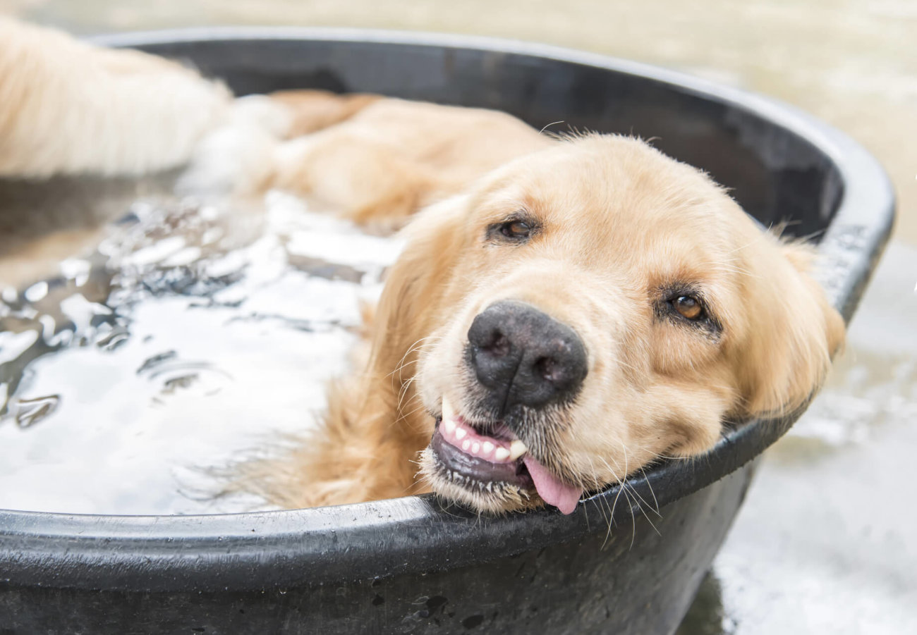レトリーバー,熱中症