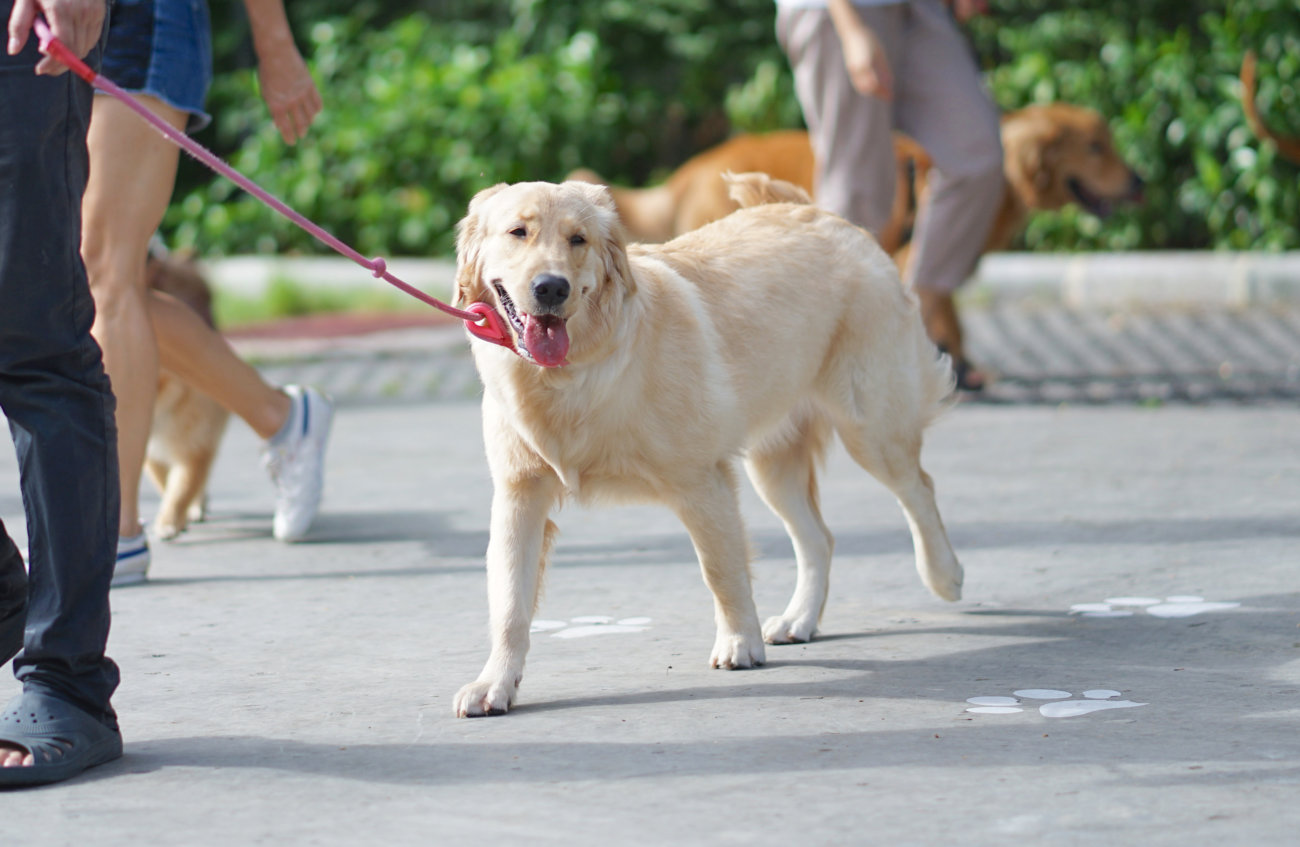 レトリーバー,散歩