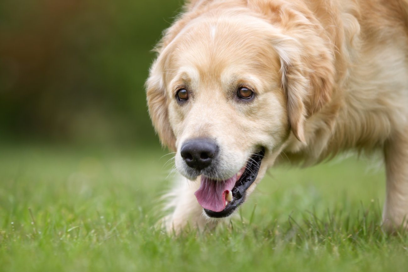 レトリーバー,垂れ耳