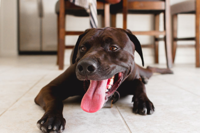 レトリーバー,ストレス