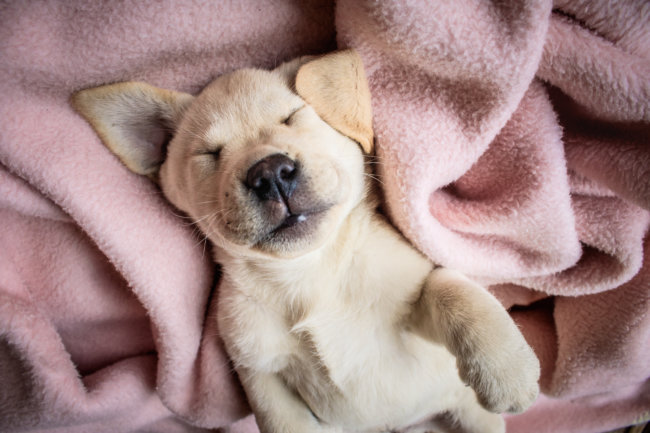 レトリーバー,表情