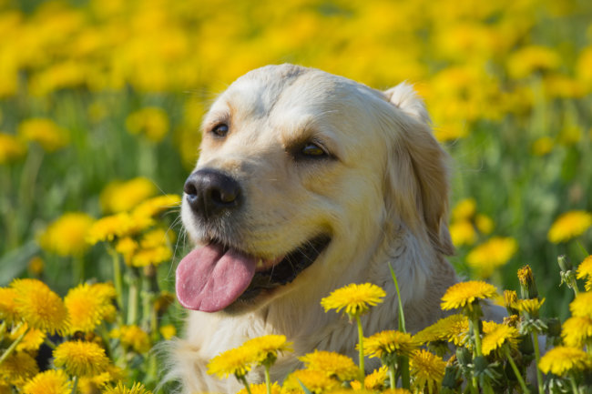 レトリーバー,花